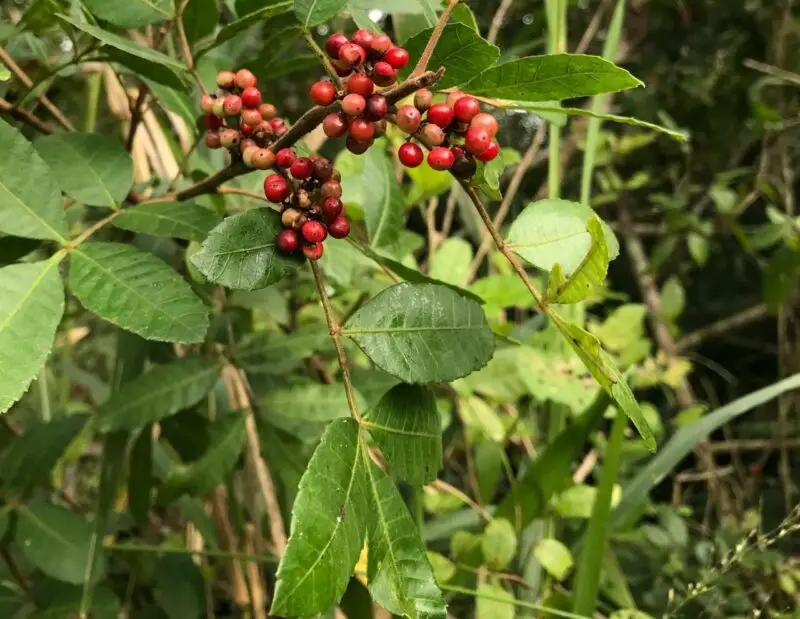 Culture artisanale de Shinus Terebenthifolius – Production limitée et éthique